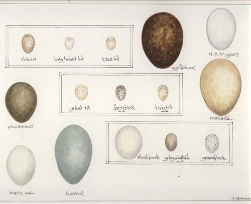 print eggs 1.jpg